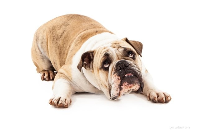 Effective Ways to Eliminate Unpleasant Dog Flatulence