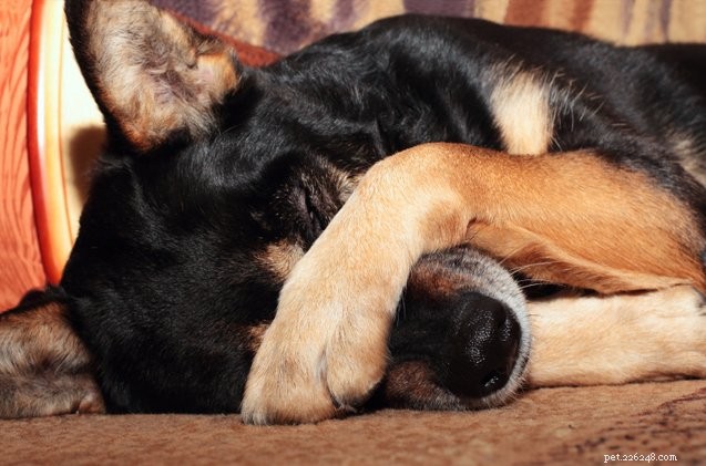 Effective Ways to Eliminate Unpleasant Dog Flatulence