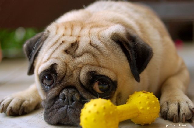 Effective Ways to Eliminate Unpleasant Dog Flatulence