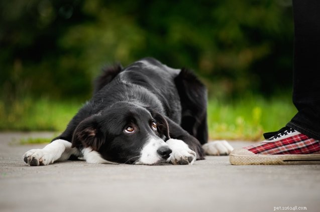 Effective Ways to Eliminate Unpleasant Dog Flatulence