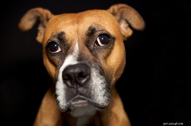 Effective Ways to Eliminate Unpleasant Dog Flatulence
