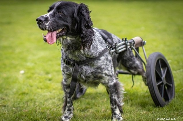 Dog Wheelchairs: Know When Your Pet Needs One for Improved Mobility