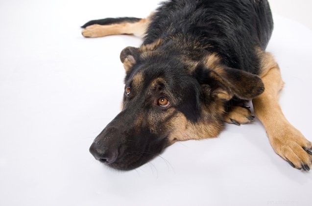 Effective Ways to Eliminate Unpleasant Dog Flatulence