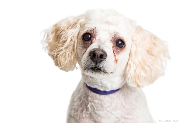 Understanding Dog Eye Discharge: Causes, Signs, and Care