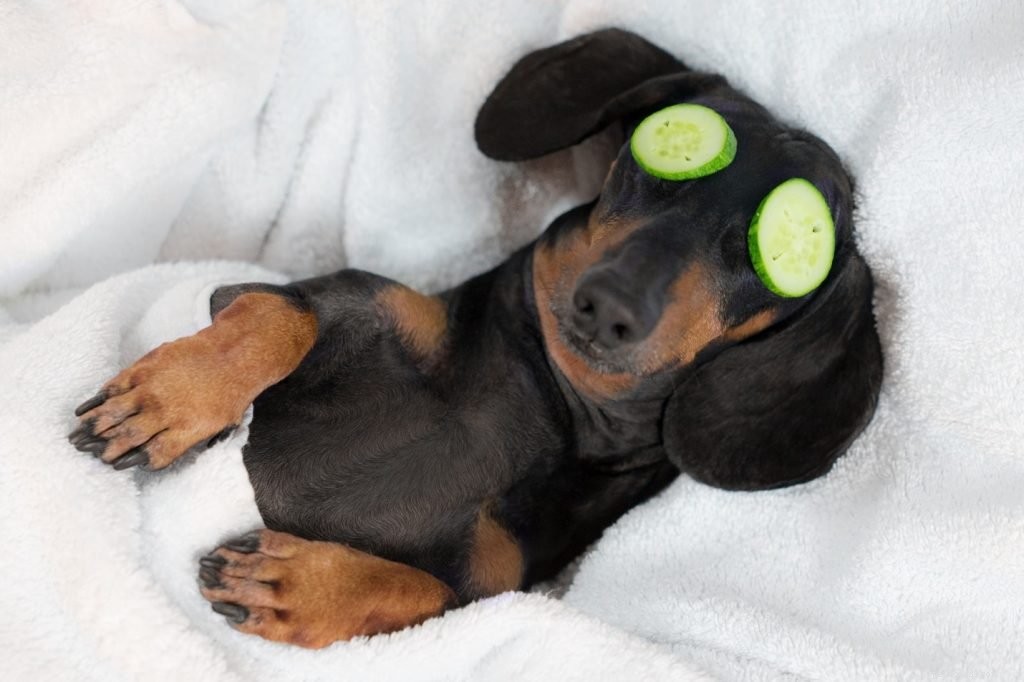 Affordable Pet Wellness: Quality Care Without Breaking the Bank