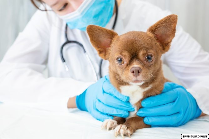 Affordable Pet Wellness: Quality Care Without Breaking the Bank