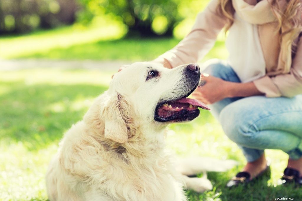 Affordable Pet Wellness: Quality Care Without Breaking the Bank
