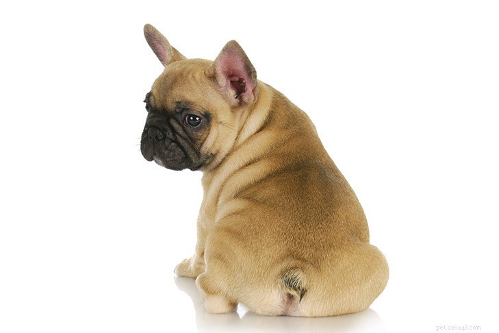 Understanding Dog Scooting: Causes, Symptoms, and How to Help Your Dog