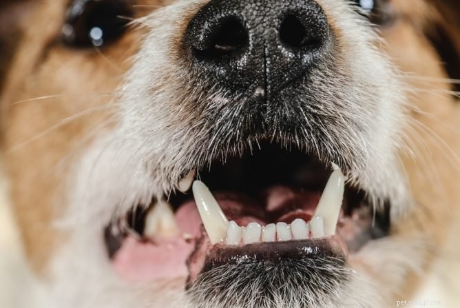 Safe & Stress‑Free Dog Teeth Cleaning Without Anesthesia