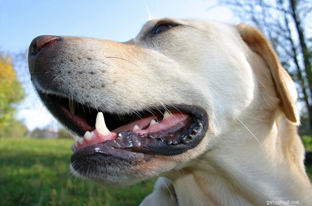 7 Proven Ways to Keep Your Dog’s Teeth Clean and Healthy