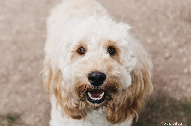 Managing Your Dog’s Extra Teeth: Signs, Care, and When to Seek Veterinary Help