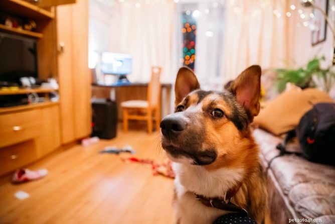 Pet Hoarding Explained: Causes, Consequences, and How to Help