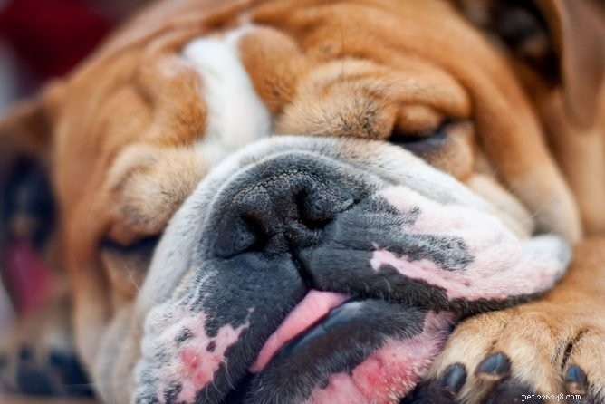 Understanding Dog Snorting: Causes, Symptoms, and How to Help