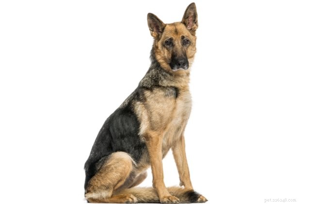 How to Spot If Your Dog Is Underweight: Signs, Symptoms & Care Tips