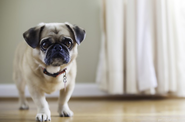 Effective Strategies for Managing Dog Allergies