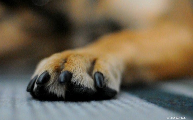 Master the Art of Trimming Dog Nails: A Step‑by‑Step Guide for a Painless Pooch Pedicure