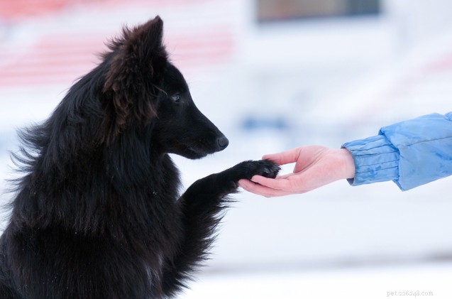 Essential Dog Training Tips: Start Your Training Journey Right