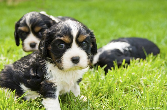 Key Criteria for Choosing an Ethical Dog Breeder