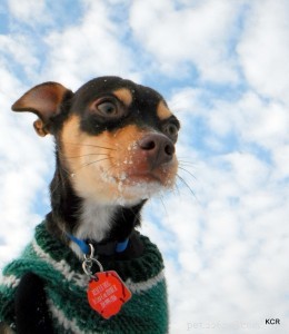 Winter with Your Dog: Expert Tips for Safe, Fun Adventures