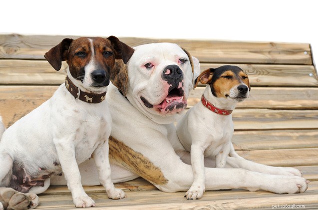 How to Seamlessly Add a New Dog to Your Multi-Dog Home