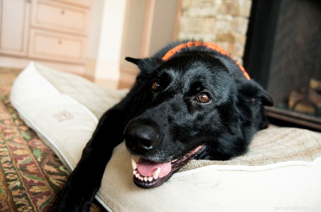 Smart Ways to Cut Dog Care Costs Without Sacrificing Your Pup’s Health
