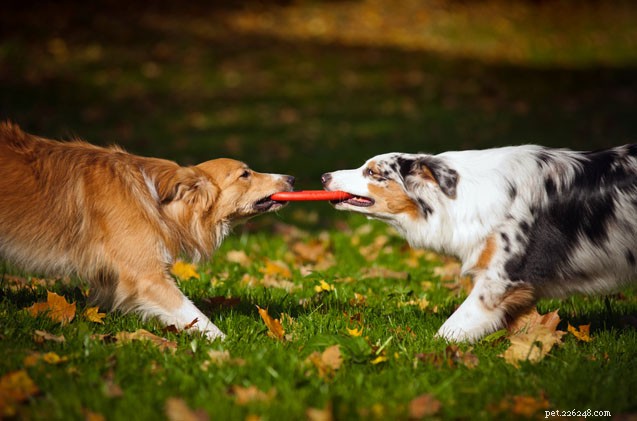 6 Proven Strategies to Keep Your Multi‑Dog Household Calm and Organized