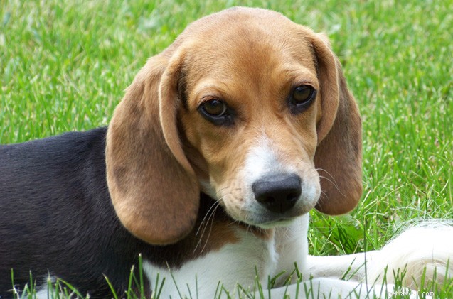Choosing the Perfect Dog: Lessons from Personal Experience