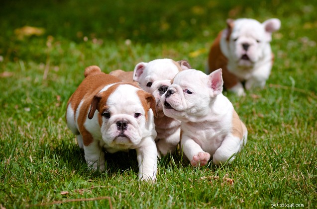 The Search for the Ideal Dog: A Writer’s Journey to Finding the Perfect Furry Companion