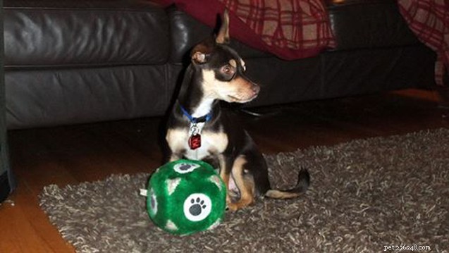 Ask the Hairy Dogfathers: Mastering Puppy Behavior Challenges
