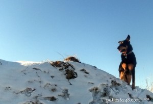 9 Essential Ways to Keep Your Senior Dog Warm During Winter Outdoor Adventures