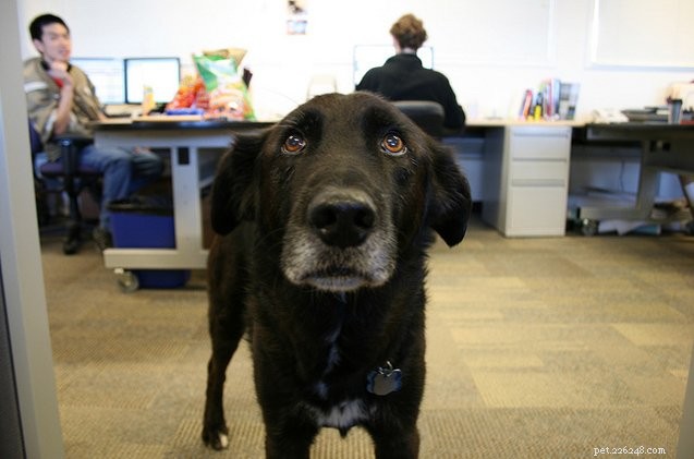 Boost Productivity: The Business Case for Allowing Dogs in the Workplace