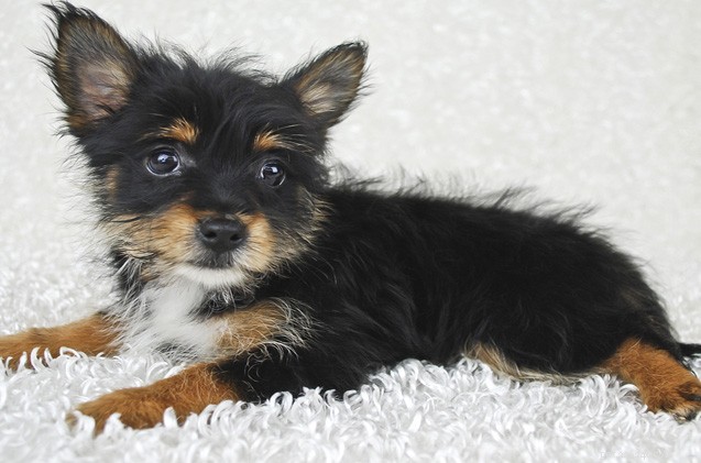 Understanding Designer Dog Breeds: Benefits, Risks, and How to Choose Wisely