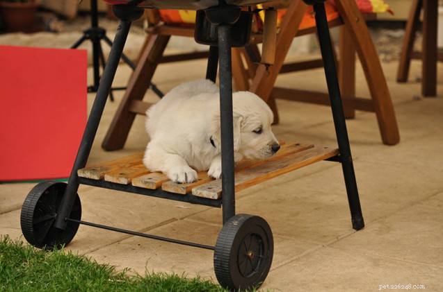 Dog-Proof Your Backyard BBQ: Expert Safety Tips for a Trouble-Free Grilling Experience