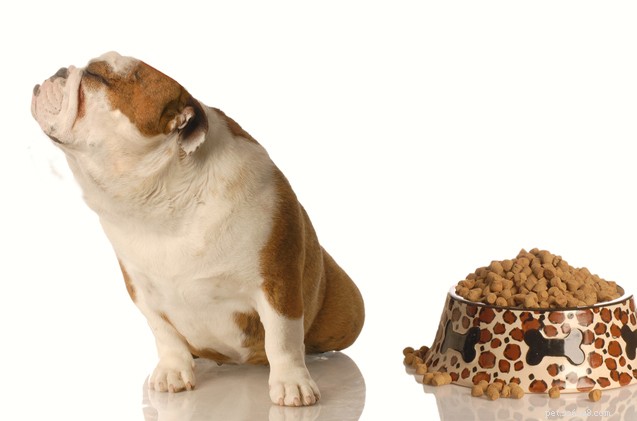 How to Get Your Dog to Eat Again: Expert Tips for a Food Refusing Pup