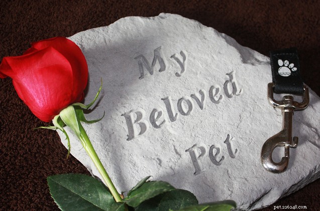 Coping After Losing Your Dog: A Compassionate Guide to Healing