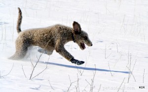 Choosing the Right Dog Boots: Expert Tips for Paw Protection
