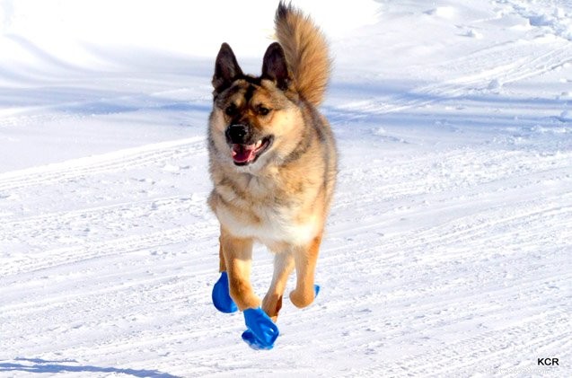 Choosing the Right Dog Boots: Expert Tips for Paw Protection