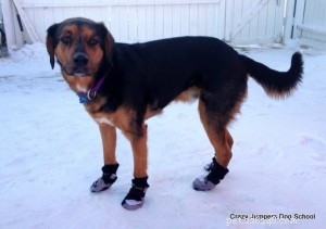Choosing the Right Dog Boots: Expert Tips for Paw Protection