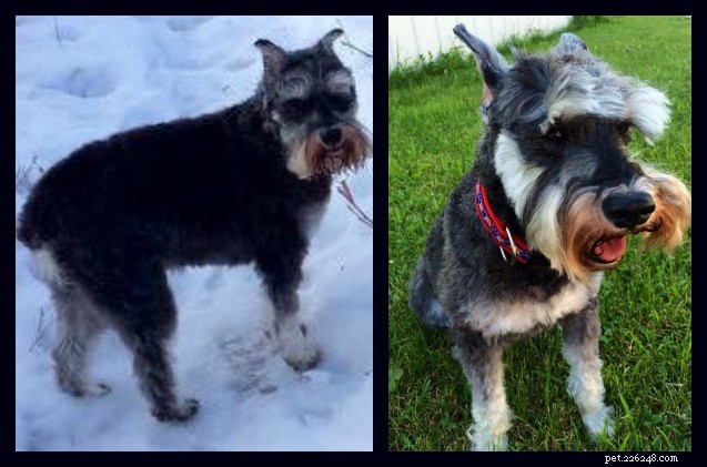 Help: Managing Your Dog’s Cabin Fever During Winter