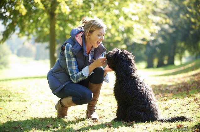How to Keep Your Dog Safe and Happy While Friends Pet‑Sit