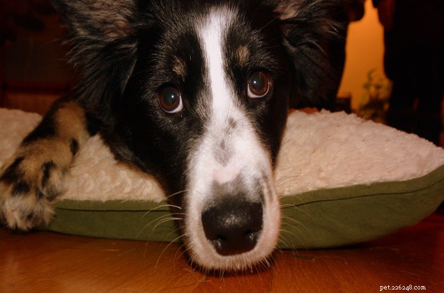 Ask the Hairy Dogfathers: Expert Dog Training Tips & Advice