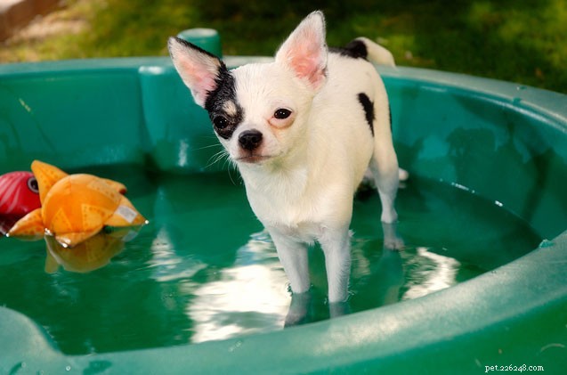Keep Your Dog Cool: 4 Essential Summer Tips