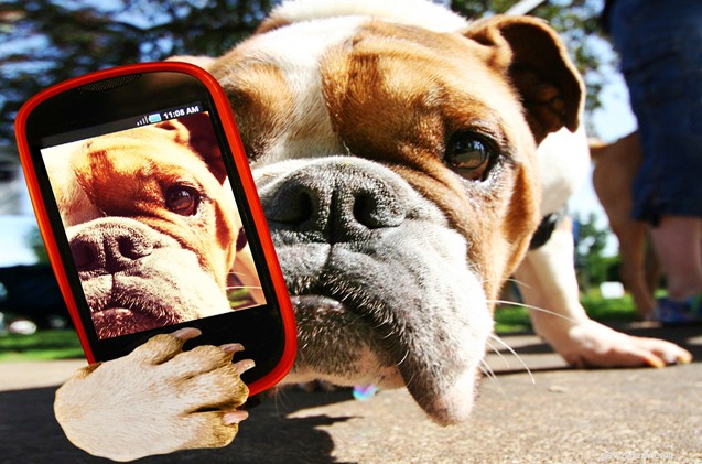 Dog Park Etiquette: Hairy Dogfathers Weigh in on Bad Manners