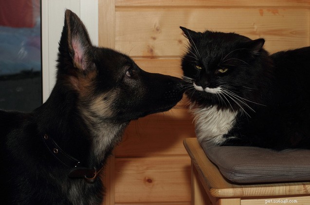 Is a Dog the Right Housewarming Gift? Tips from the Hairy Dogfathers