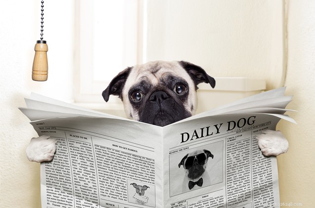 Managing Dog Waste in Neighborhoods: Expert Tips from the Hairy Dogfathers