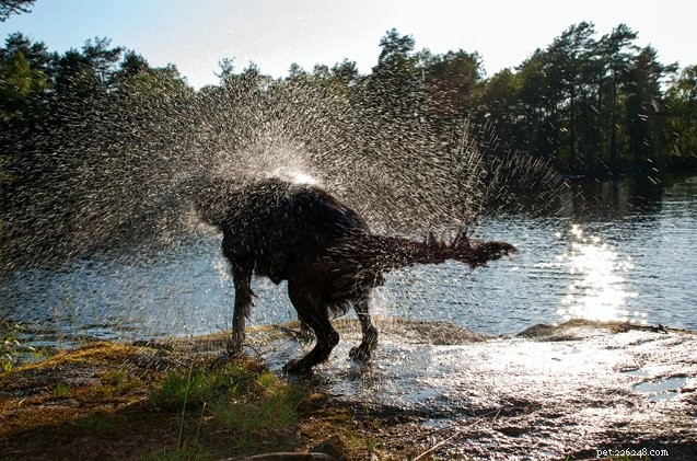 Cabin-Ready: Tips for Bringing Your Dog Along for a Weekend Getaway