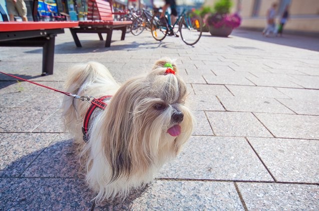 Mastering Safe Dog Walking in the City: A Complete Checklist