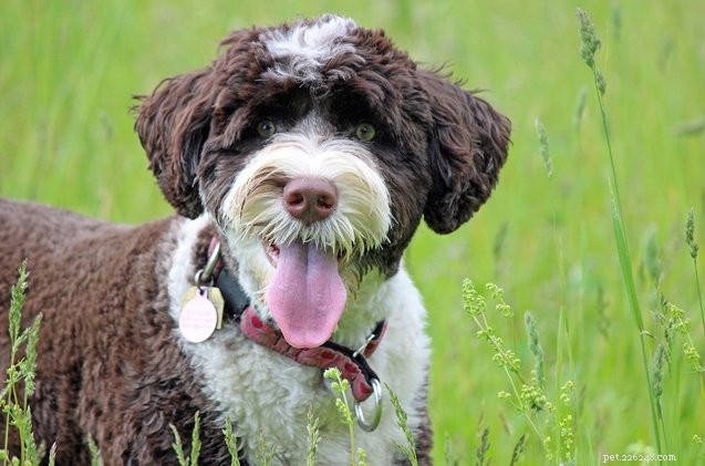 Why Every Dog Owner Needs a License: Protecting Your Pet & Community