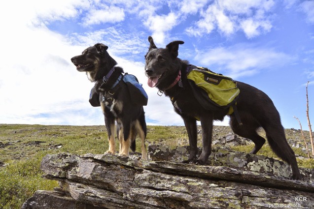 Equip Your Dog for Adventure: Choosing the Perfect Backpack for Hikes