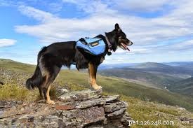 Equip Your Dog for Adventure: Choosing the Perfect Backpack for Hikes